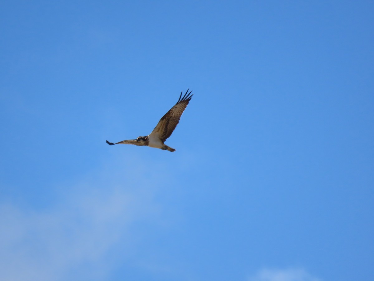 Águila Pescadora - ML645507042