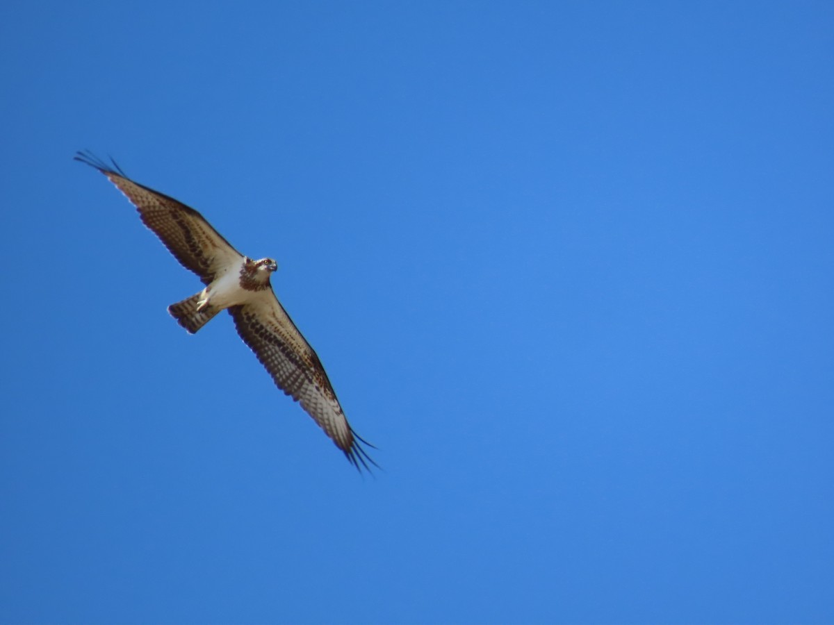Águila Pescadora - ML645507044