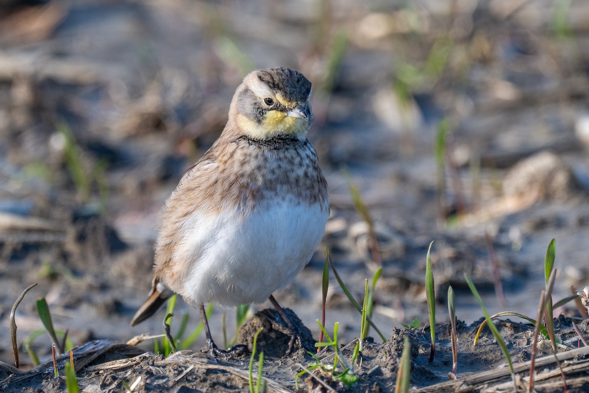 Жайворонок рогатий - ML645507065