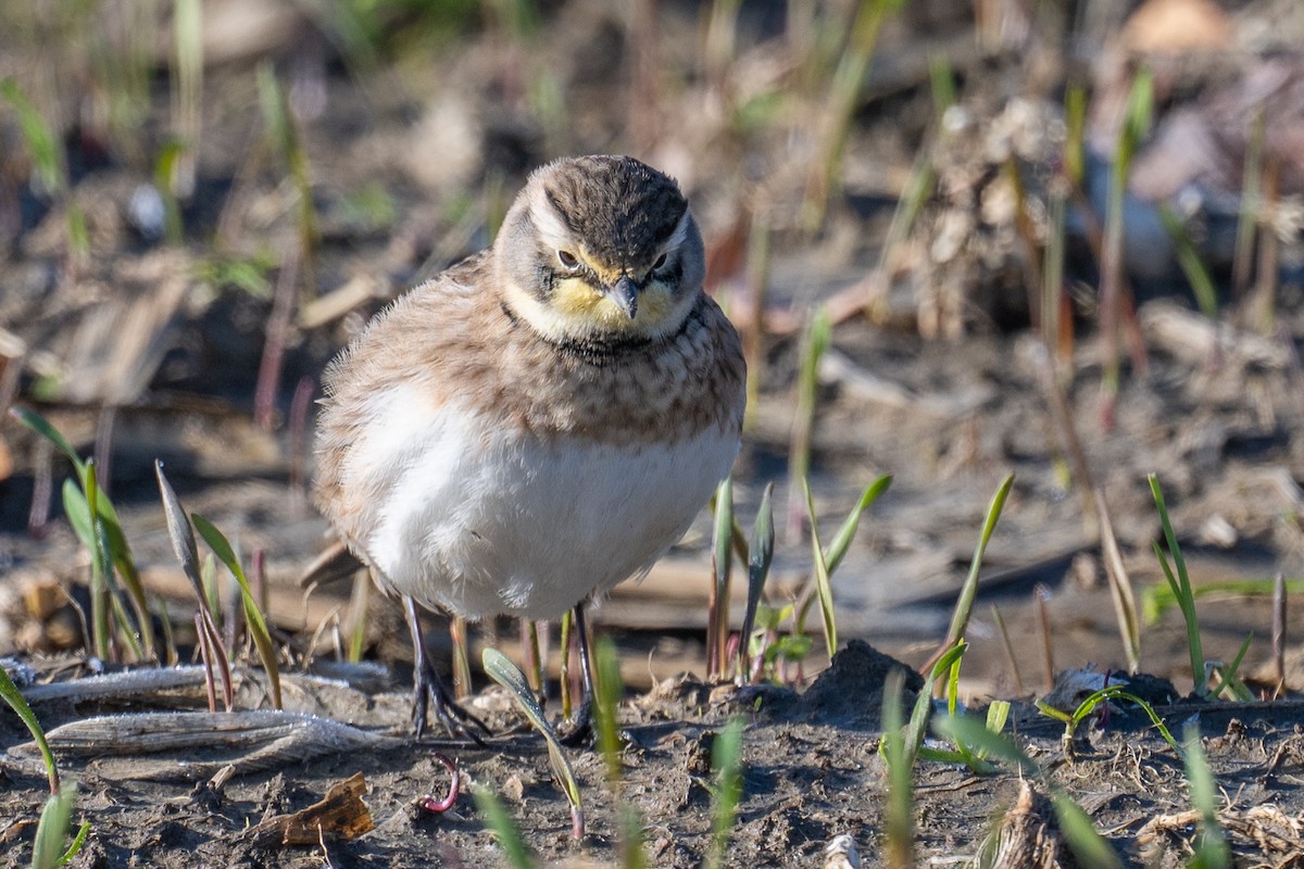 Жайворонок рогатий - ML645507066