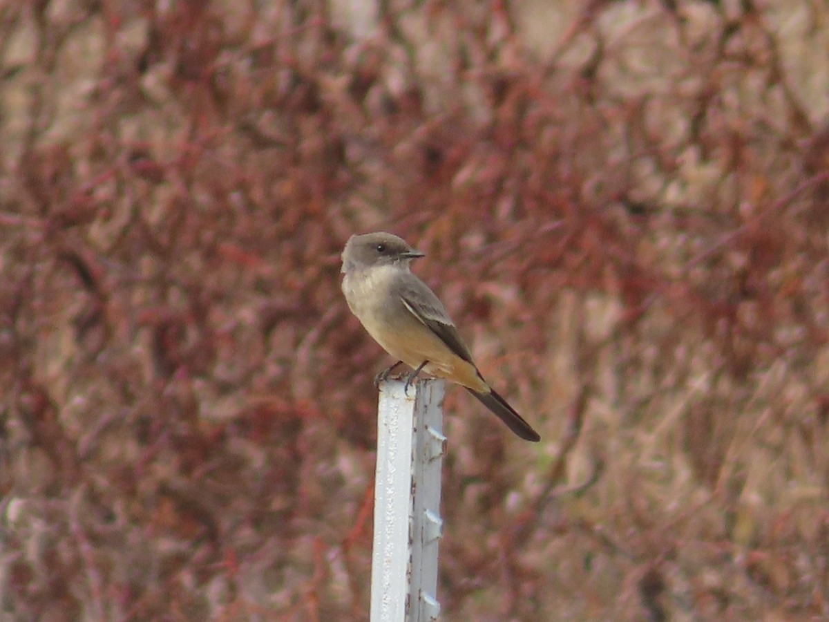 Mosquero Llanero - ML645507068