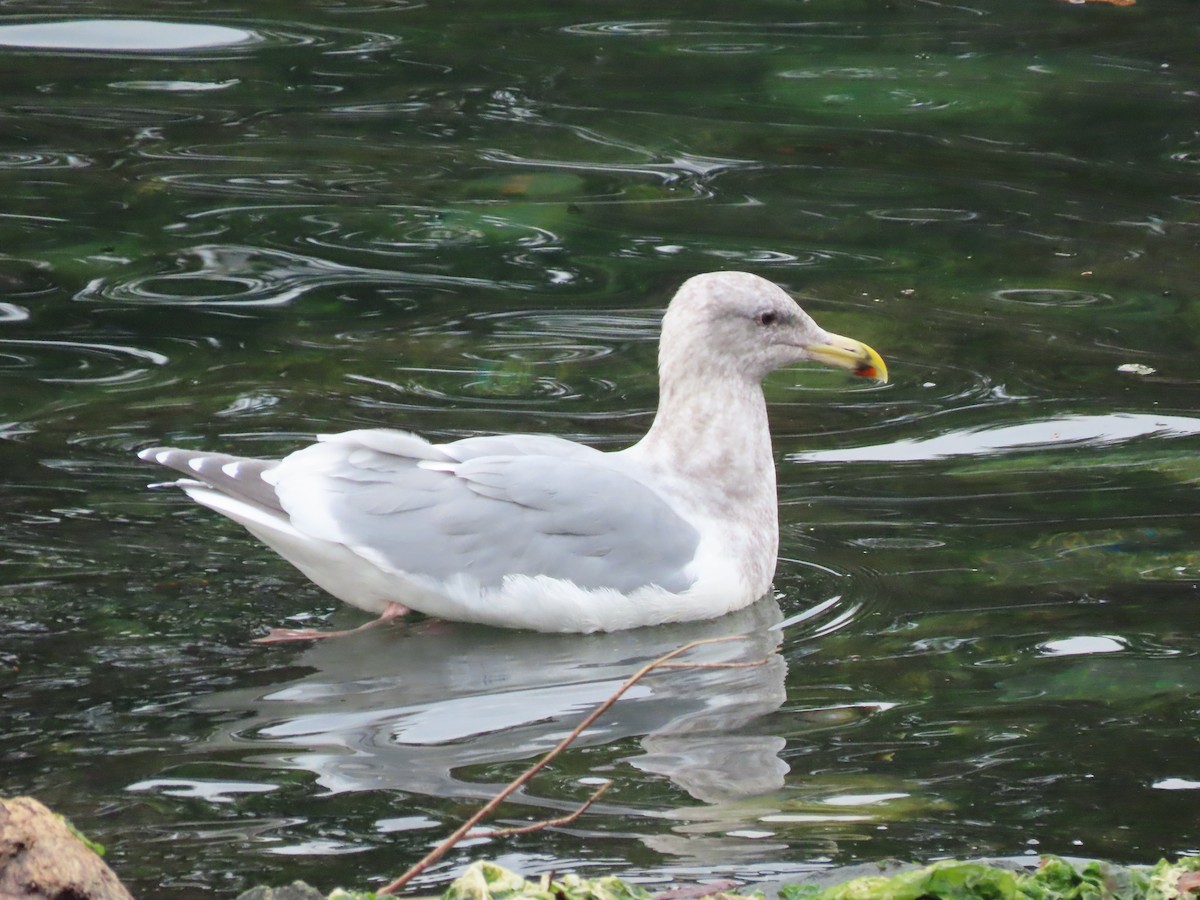 Gaviota de Bering - ML645507069