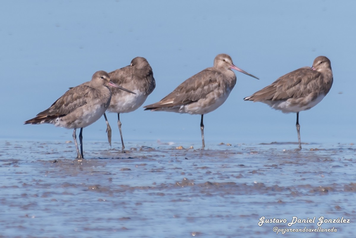 Aguja Café - ML645507070