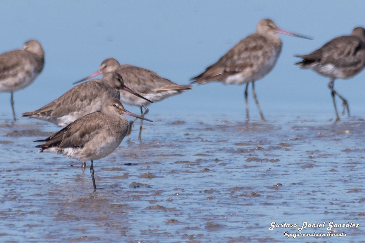 Aguja Café - ML645507071