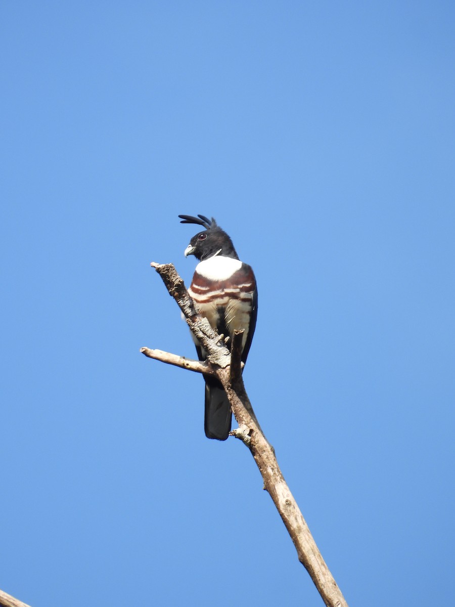 Baza Negro - ML645507072