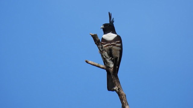 Baza Negro - ML645507075