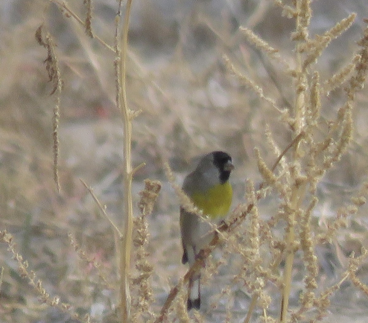 Jilguero de Lawrence - ML645507076