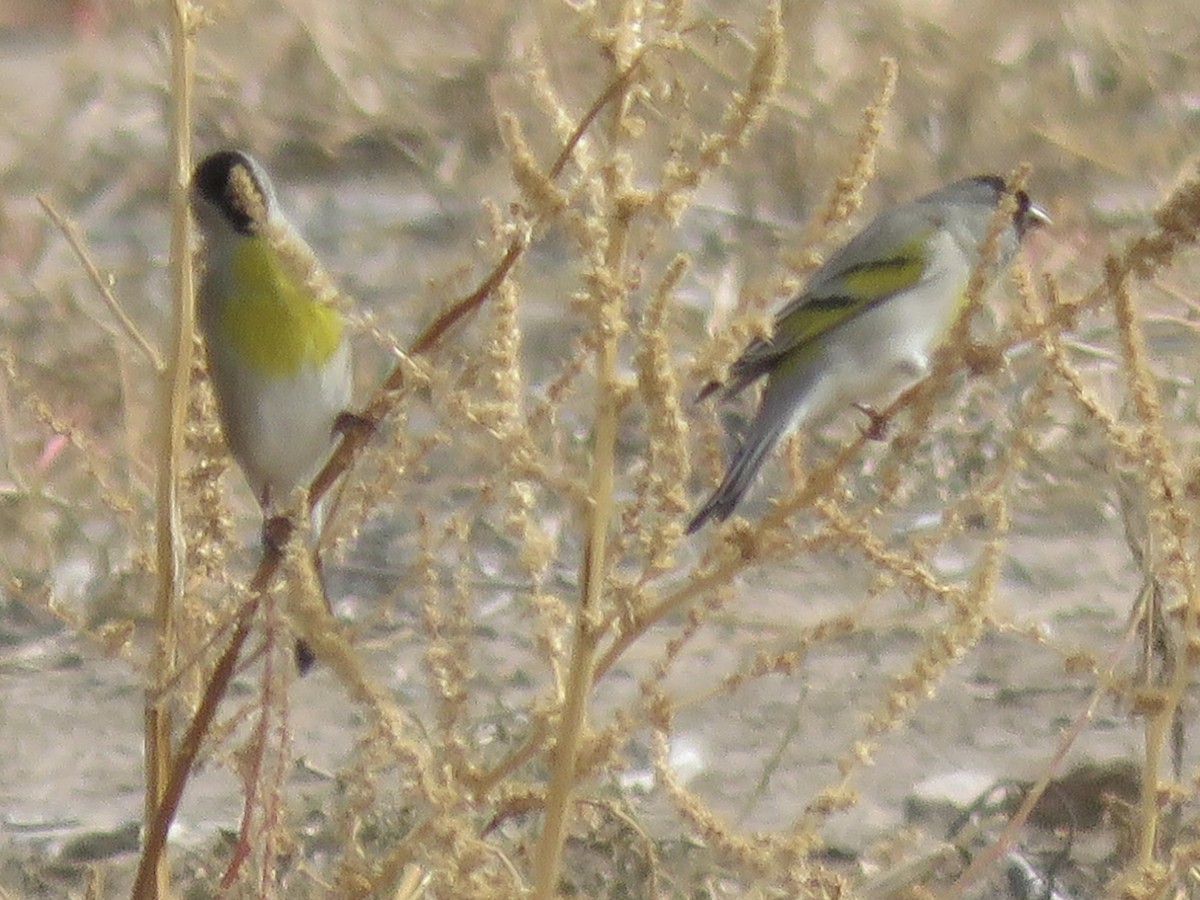 Jilguero de Lawrence - ML645507077