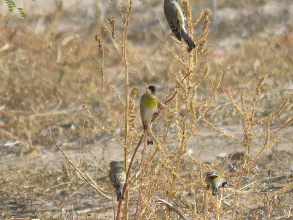 Jilguero de Lawrence - ML645507078