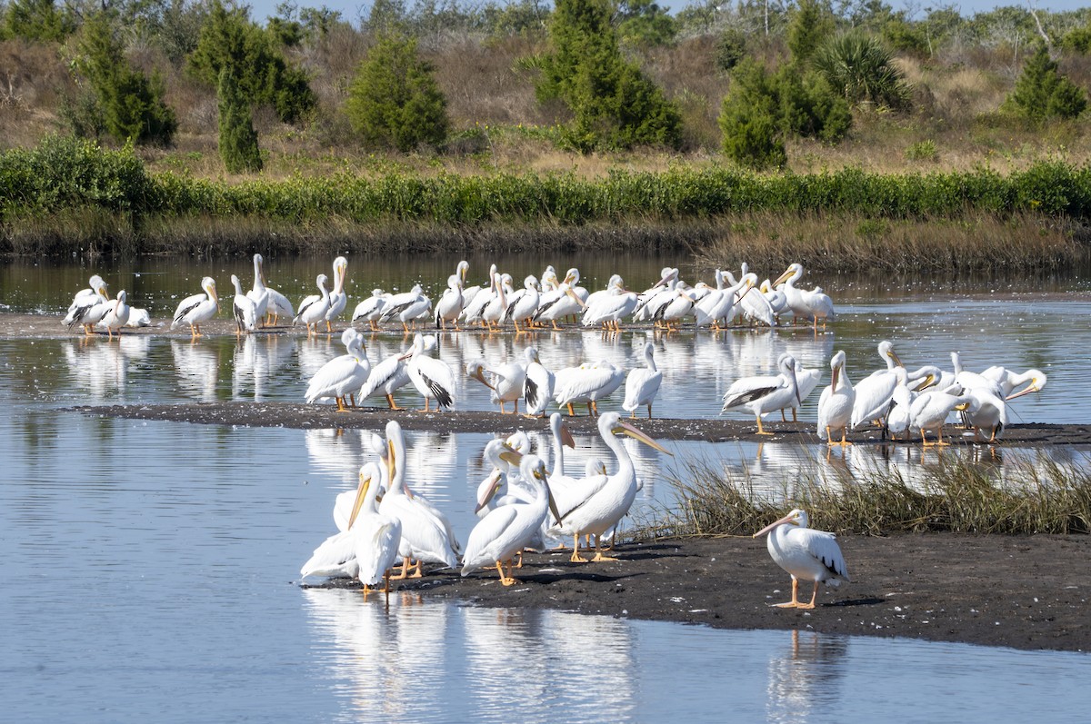 Pelícano Norteamericano - ML645507079