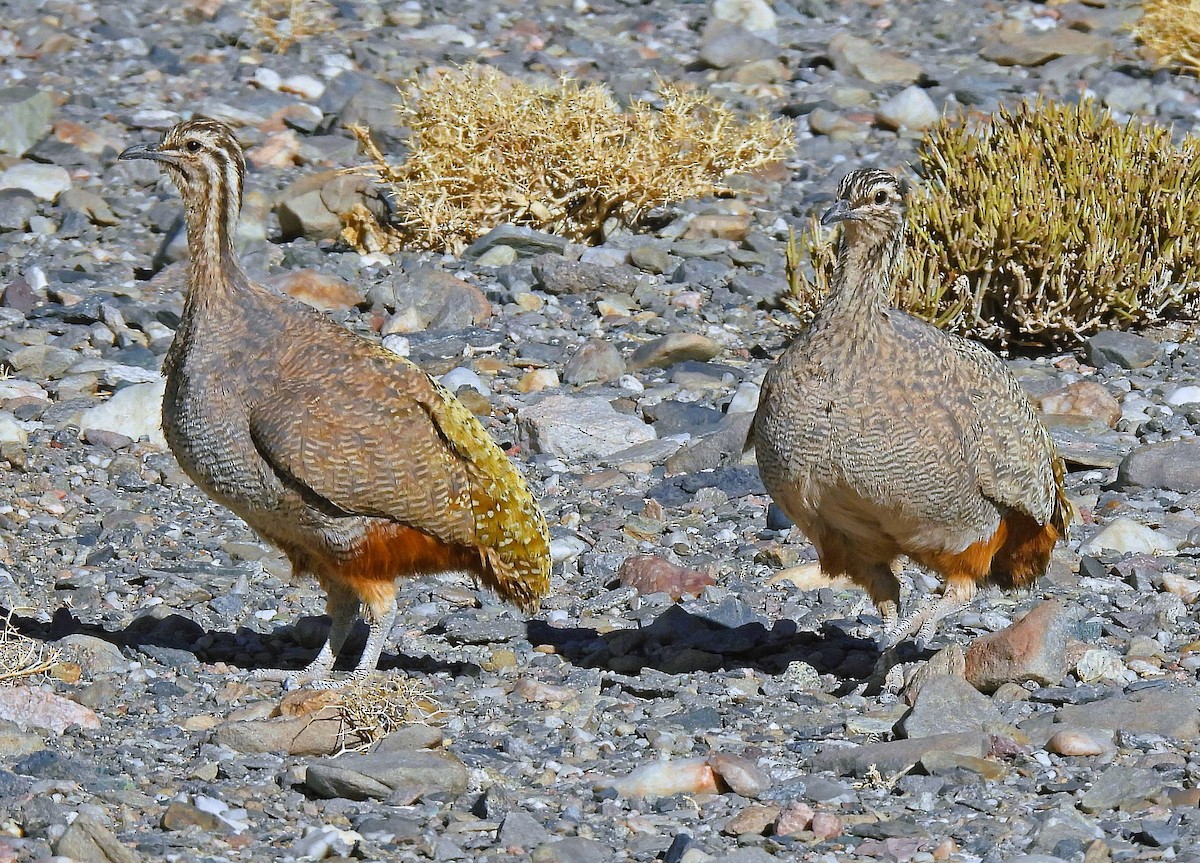 Kiula Andina - ML645507081