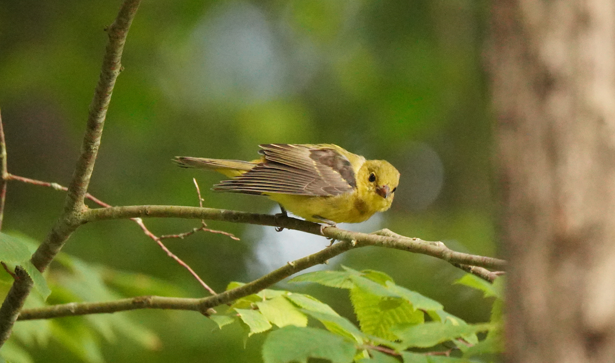 Piranga Escarlata - ML645507082