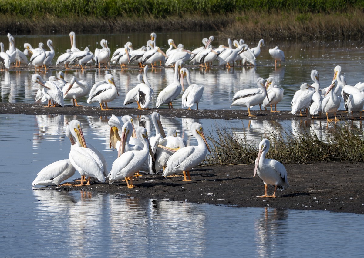 Pelícano Norteamericano - ML645507086