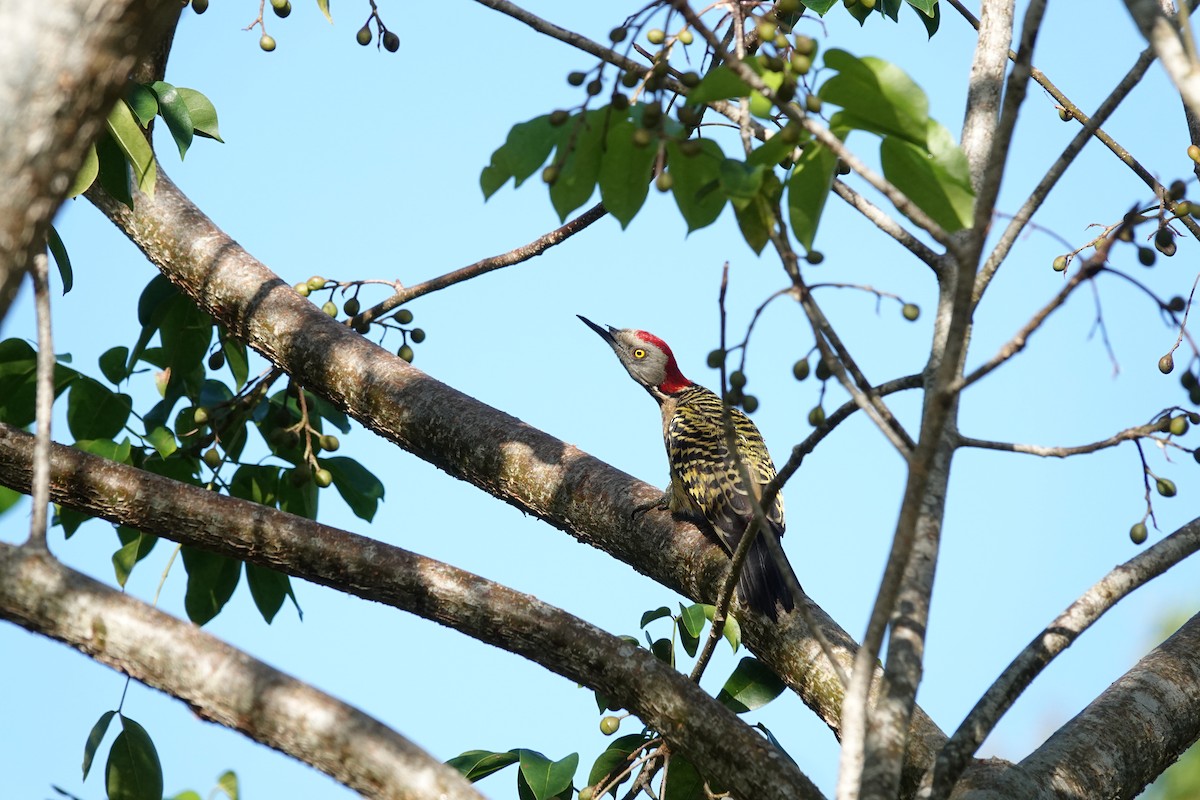 Hispaniolan Woodpecker - ML645507087