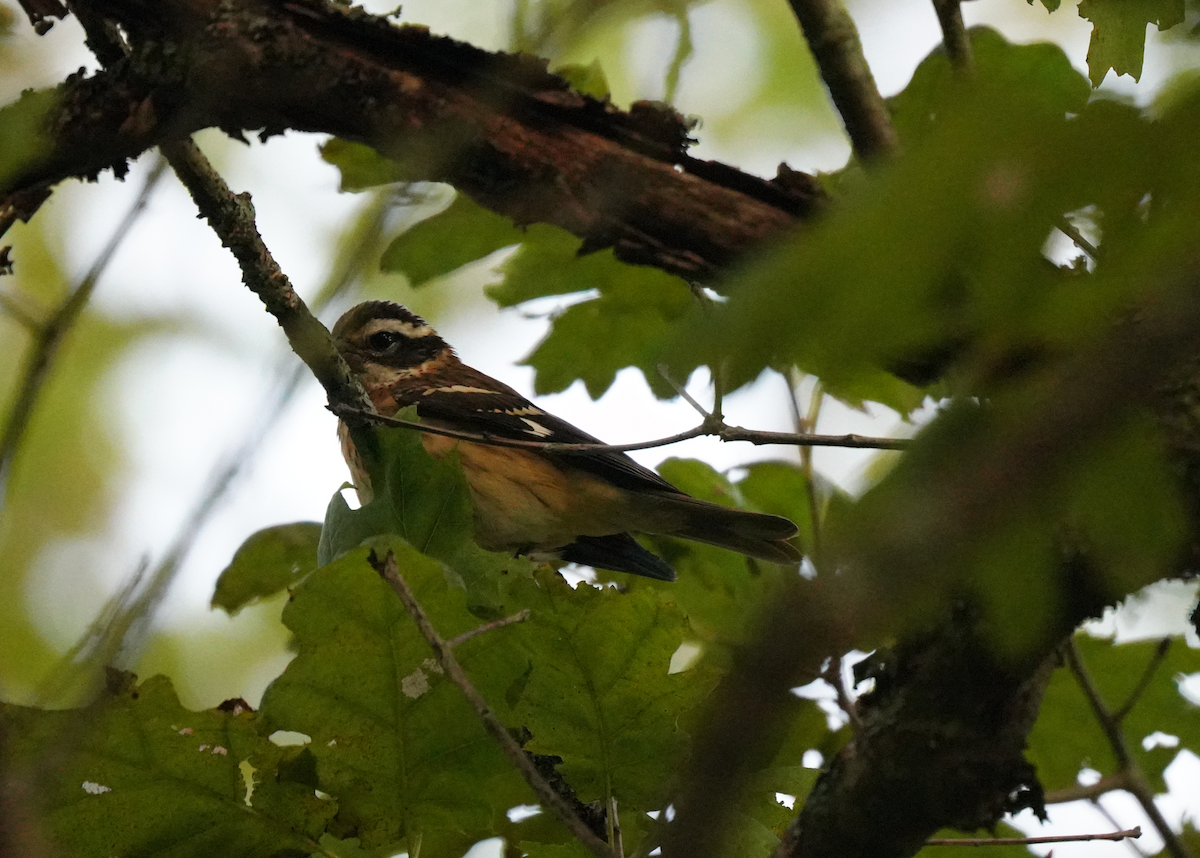 Picogrueso Pechirrosado - ML645507088