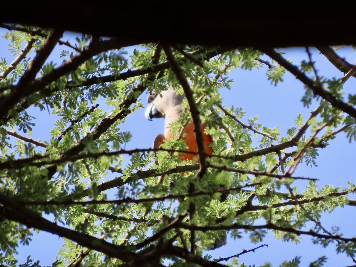 oransjebukpapegøye - ML645507090