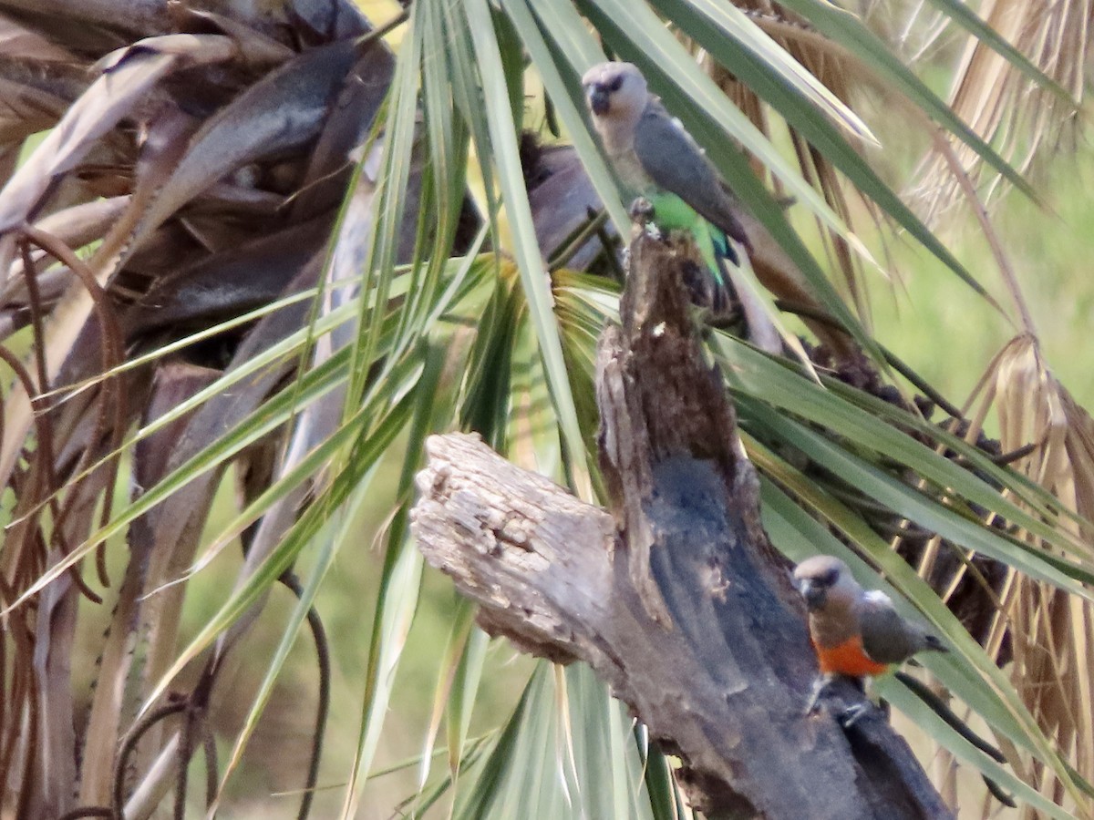 oransjebukpapegøye - ML645507091