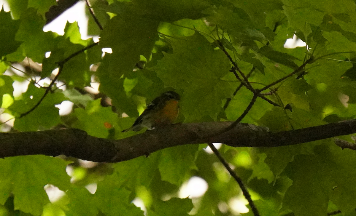 Reinita Gorjinaranja - ML645507092