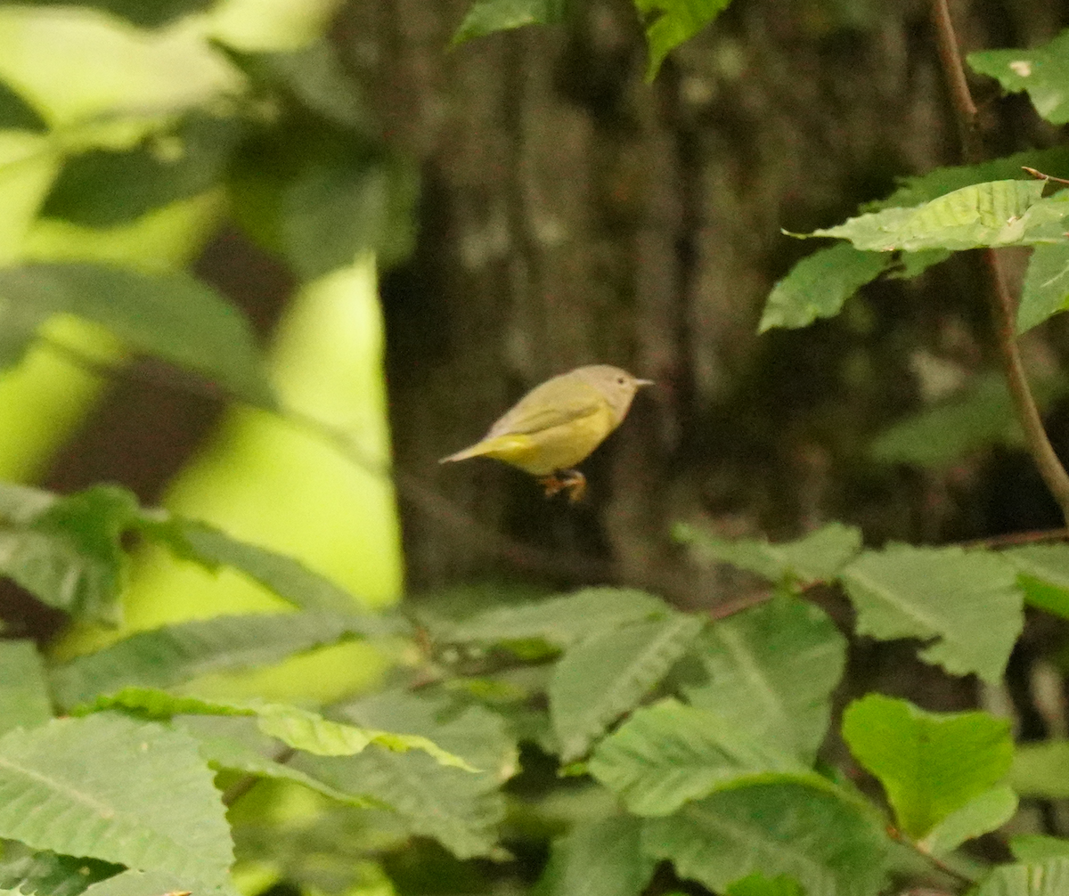 Reinita de Nashville - ML645507094