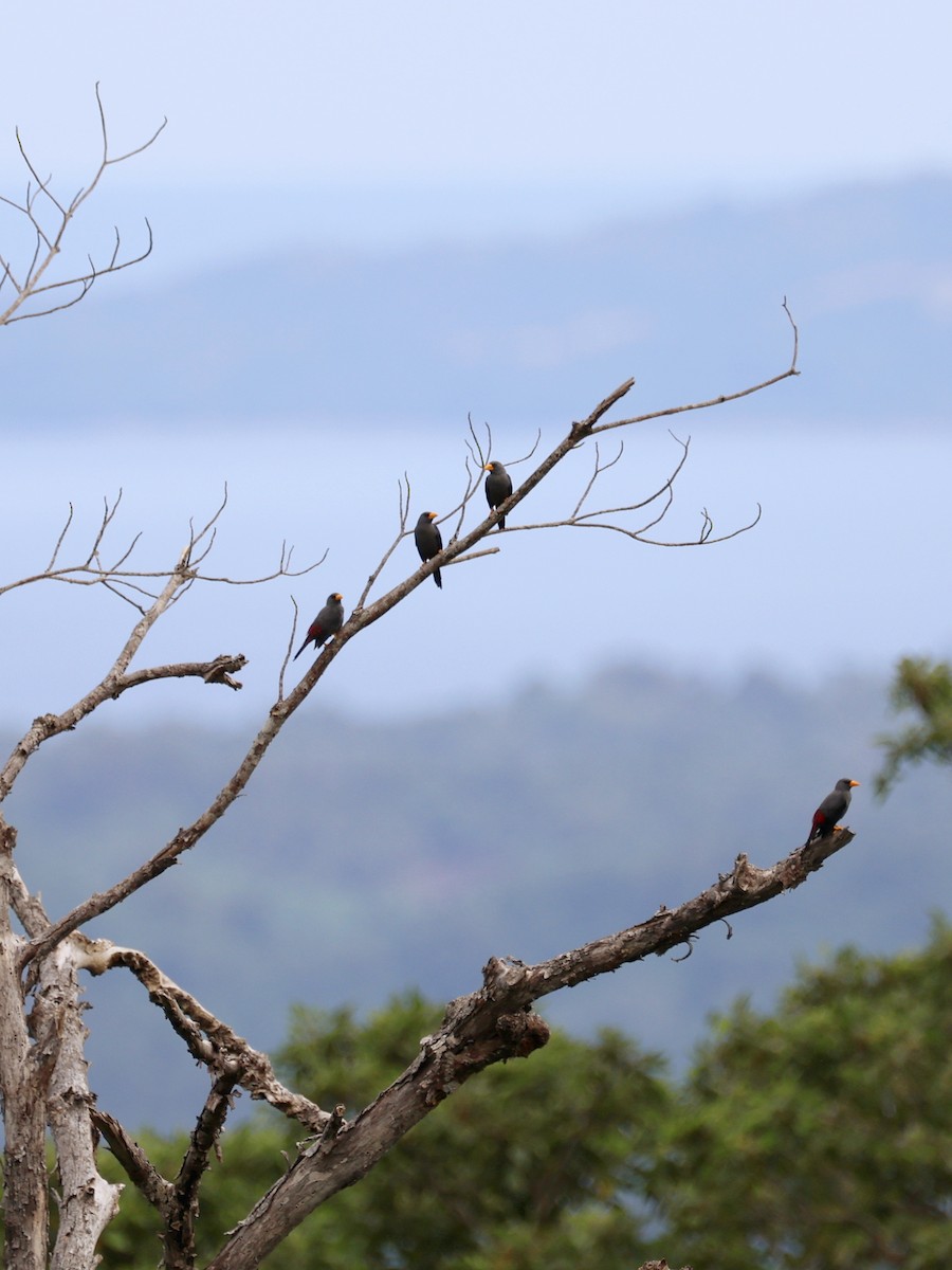 Estornino Culipinto - ML645507095