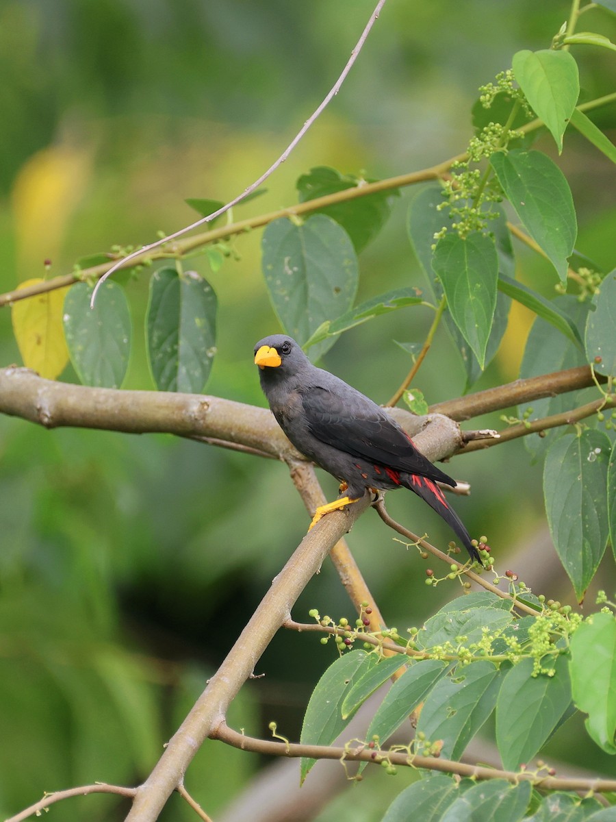 Estornino Culipinto - ML645507096