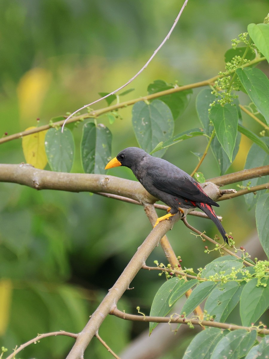 Estornino Culipinto - ML645507097