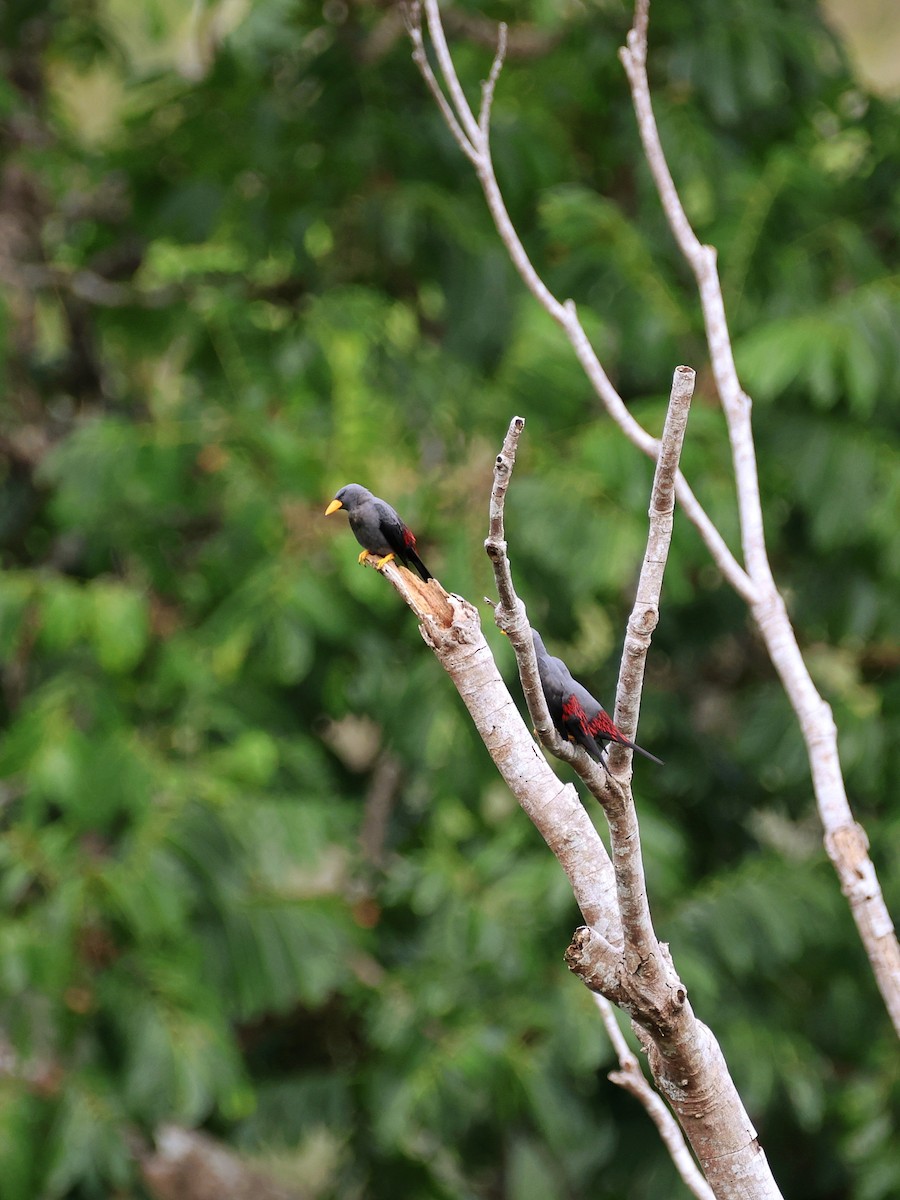Scissirostre des Célèbes - ML645507098