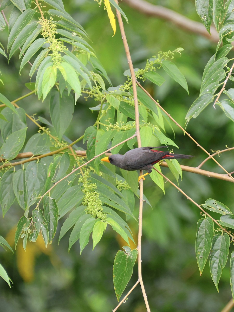 Scissirostre des Célèbes - ML645507099