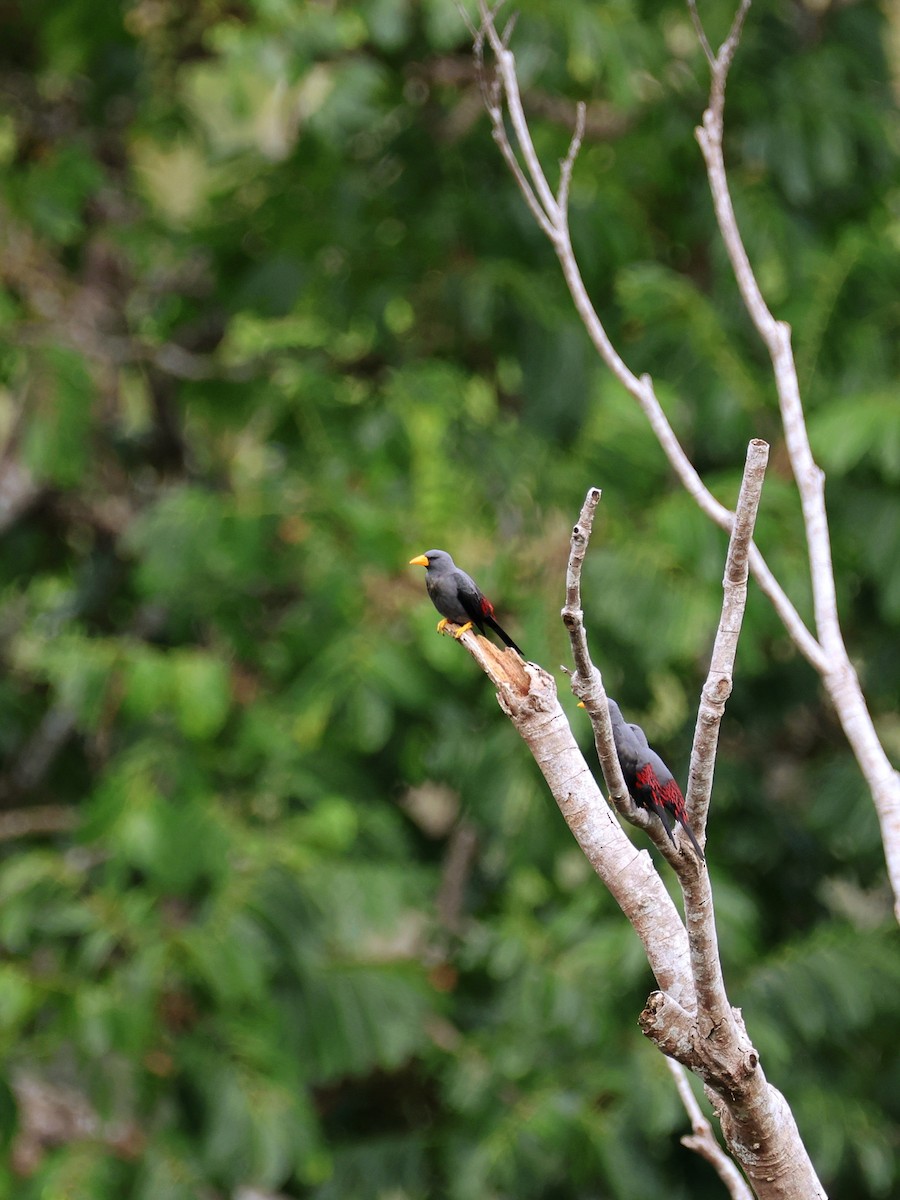 Scissirostre des Célèbes - ML645507100