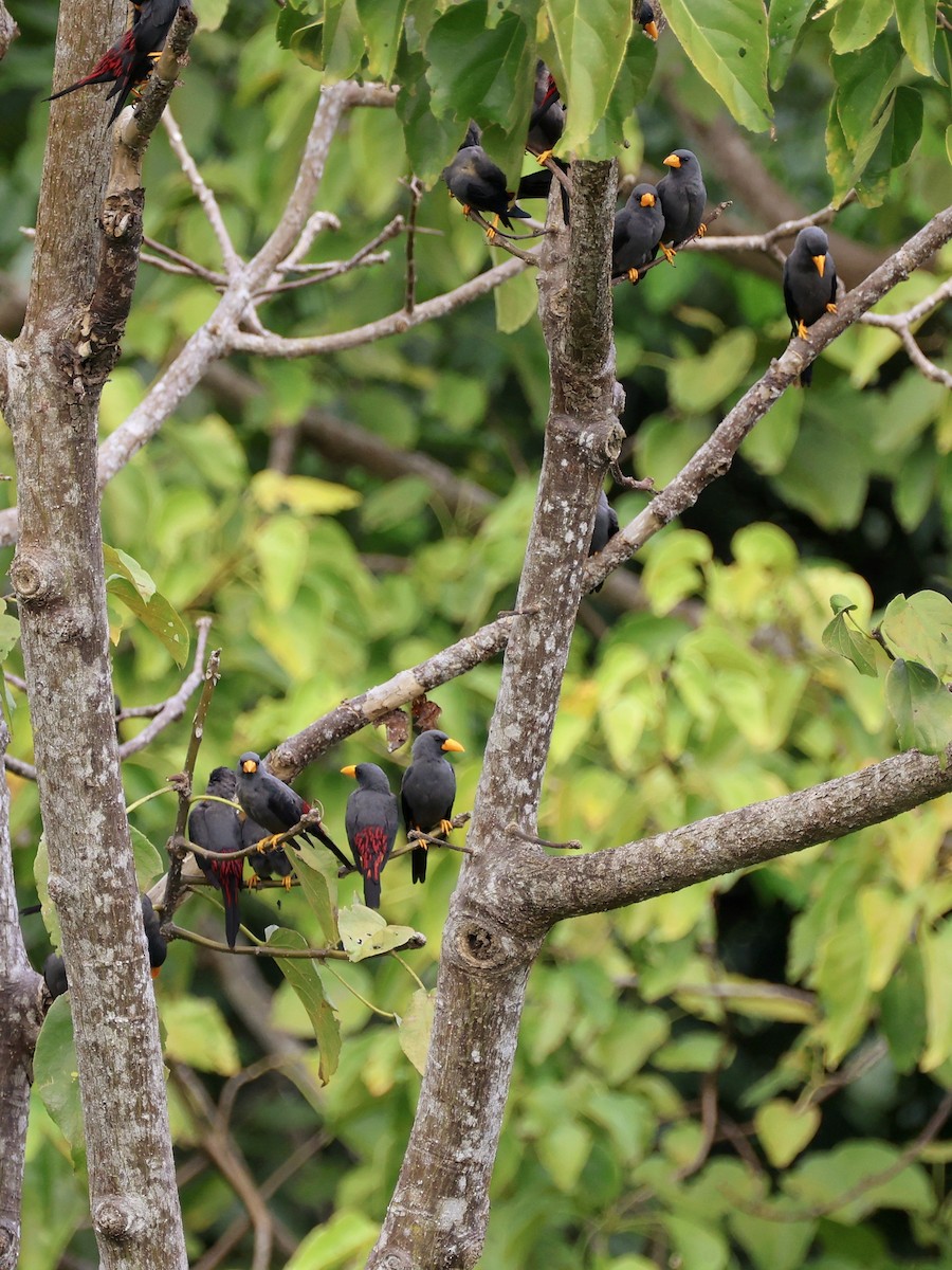 Scissirostre des Célèbes - ML645507101