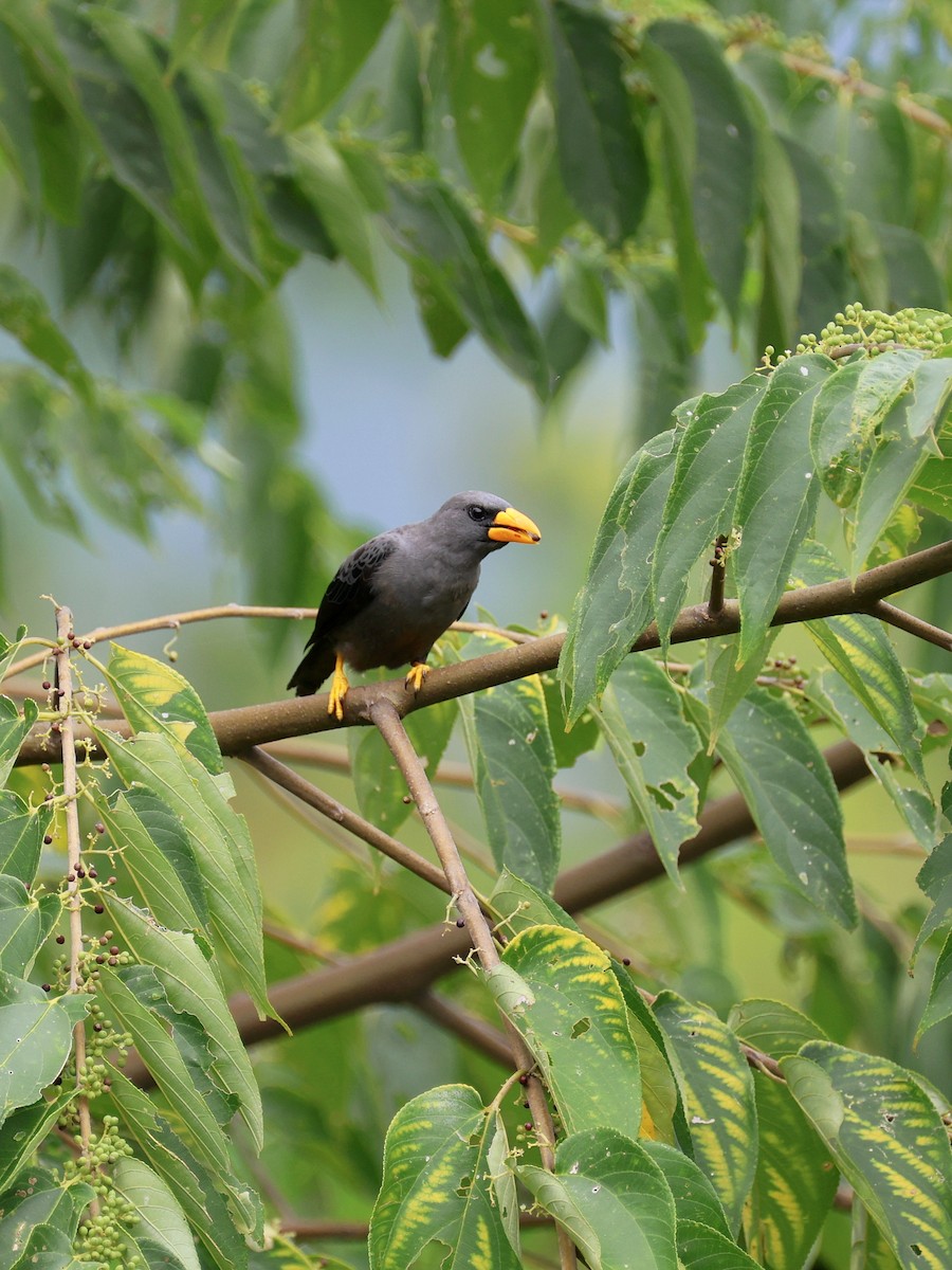 Scissirostre des Célèbes - ML645507102