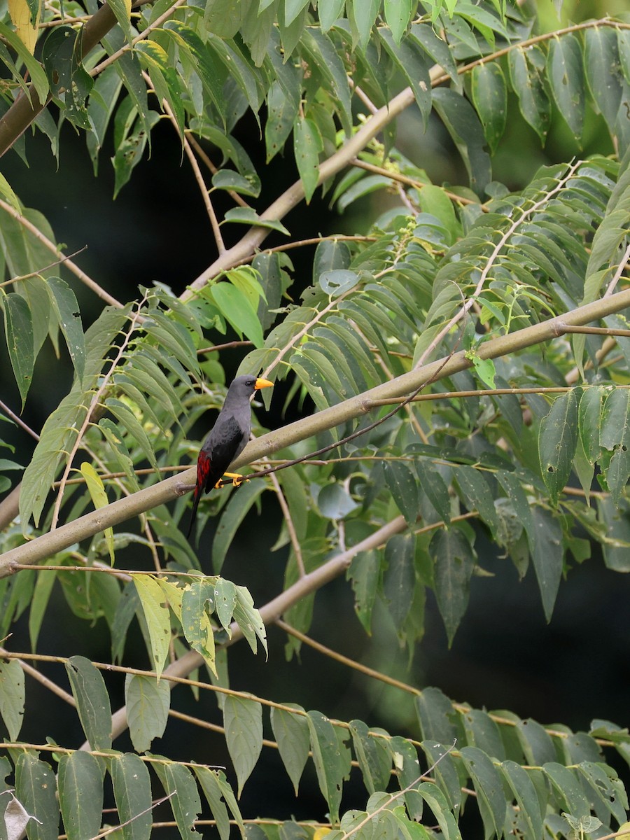 Scissirostre des Célèbes - ML645507103