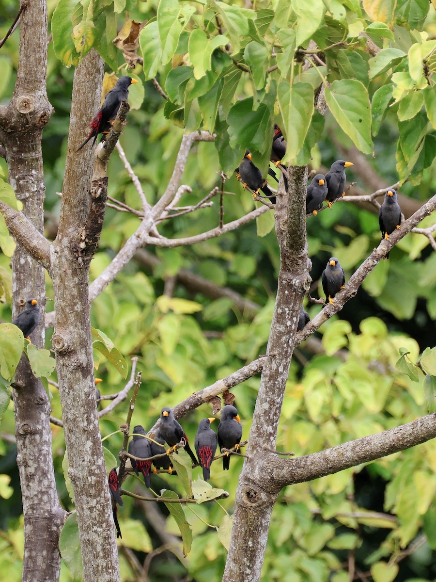 Scissirostre des Célèbes - ML645507104