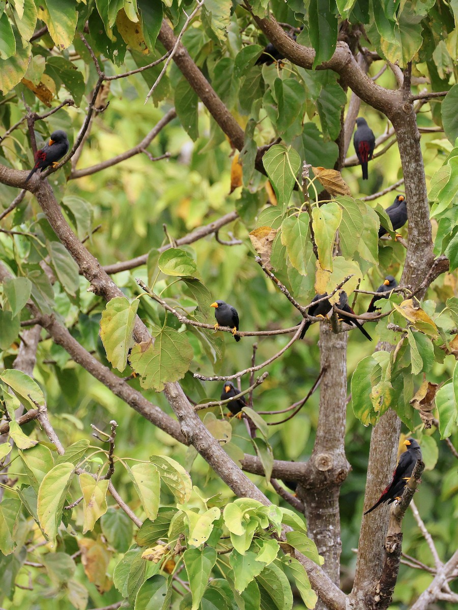 Scissirostre des Célèbes - ML645507105