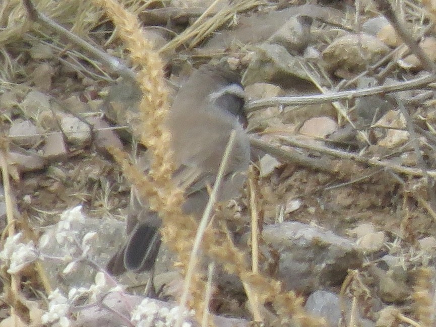 Chingolo Gorjinegro - ML645507106