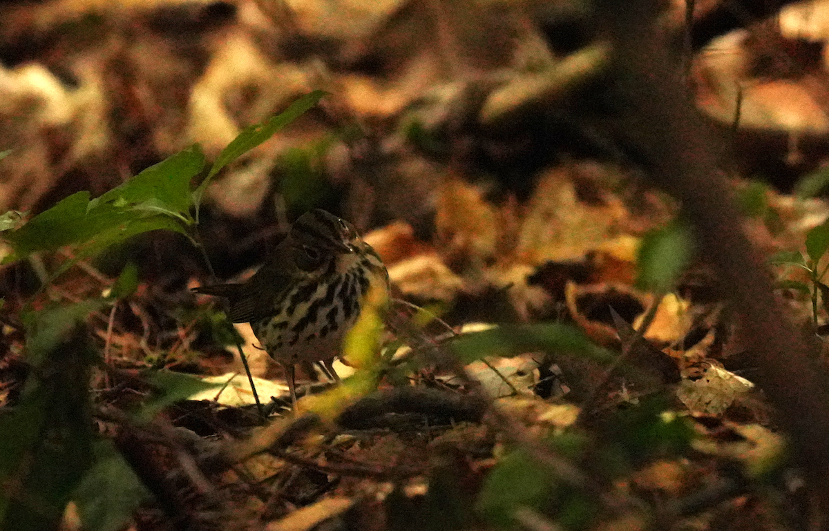 Reinita Hornera - ML645507107