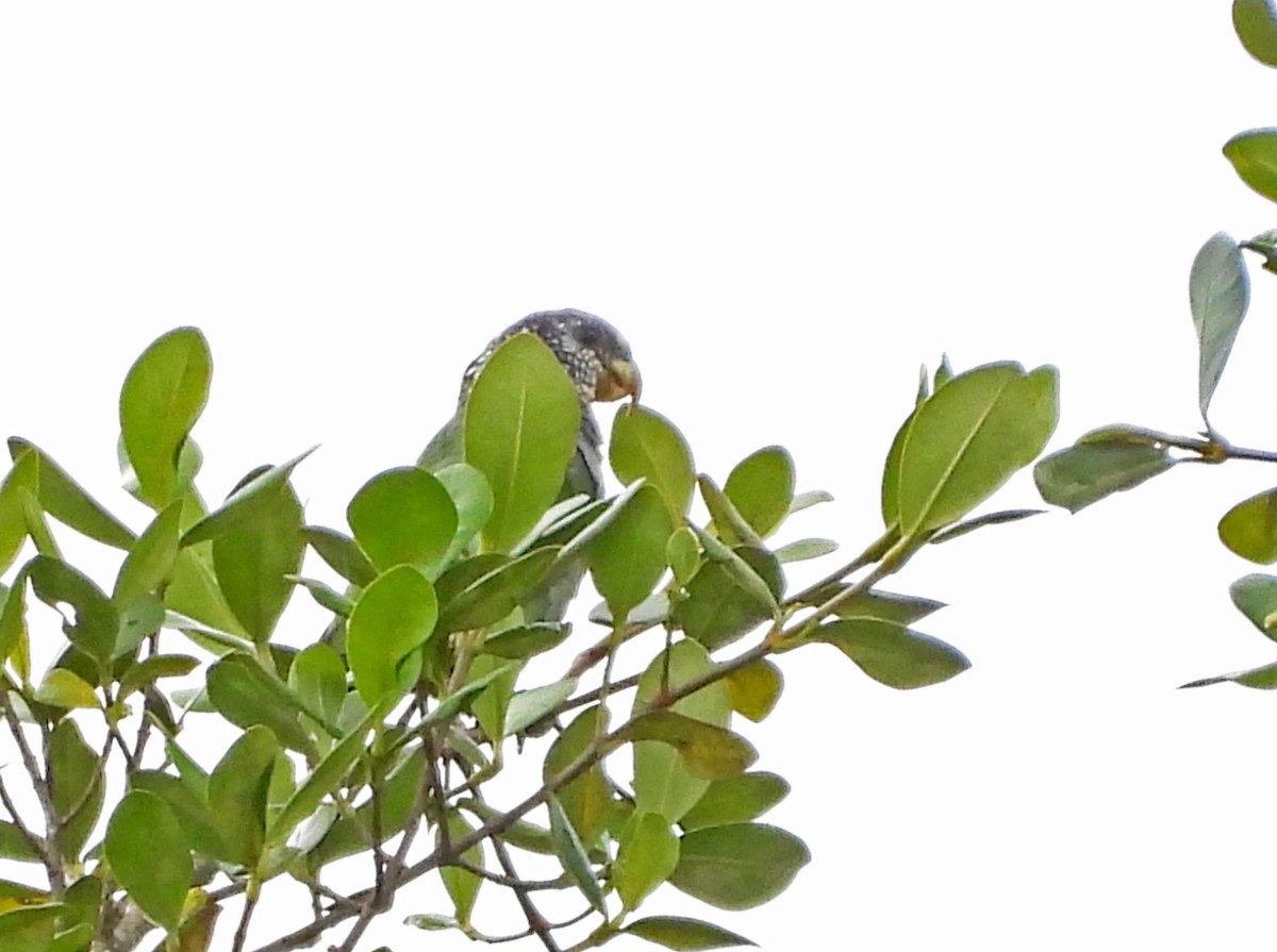 Loro Tumultuoso - ML645507108