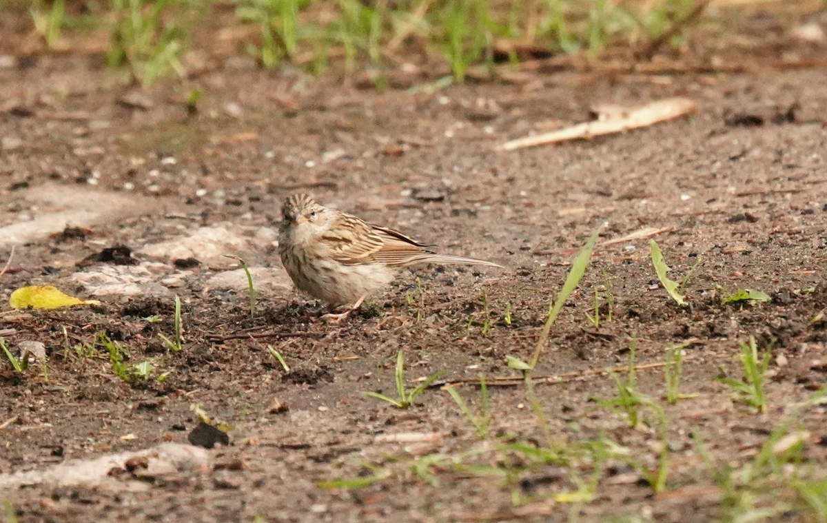 Chingolo Sabanero - ML645507109
