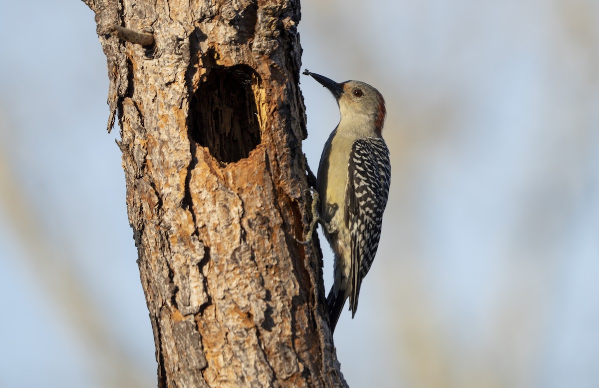 Carpintero de Carolina - ML645507110