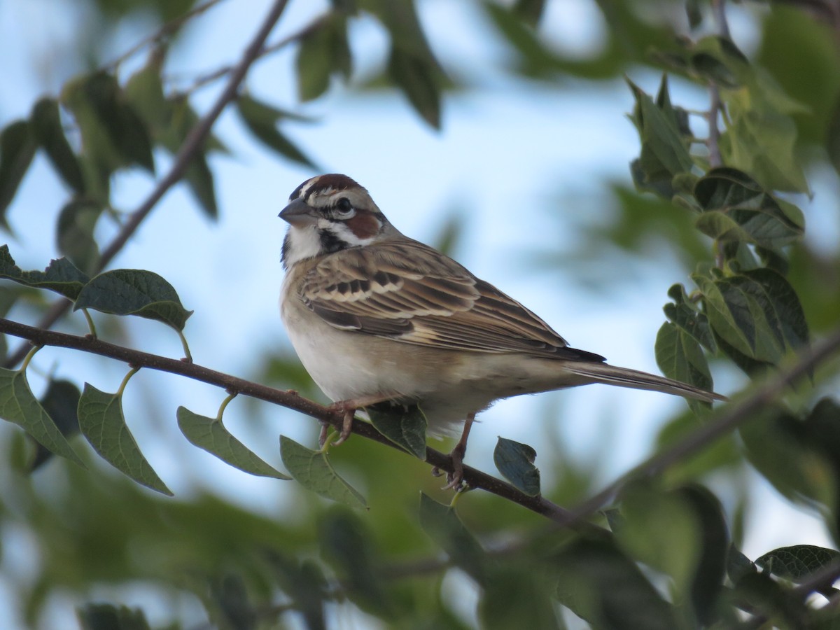 Lark Sparrow - ML645507115