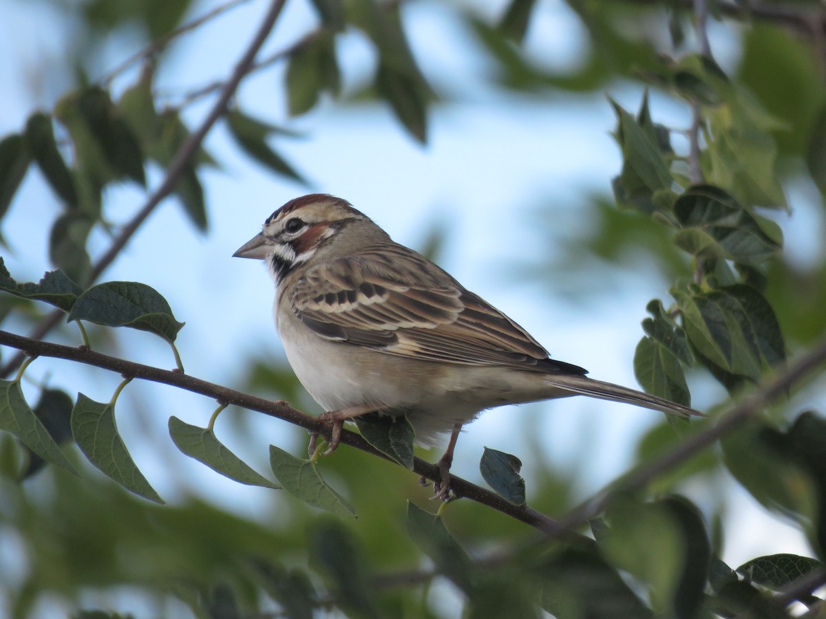 Lark Sparrow - ML645507116