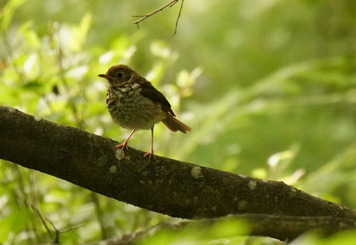 Wood Thrush - ML645507117