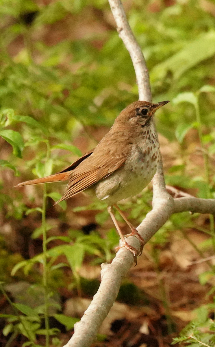 Hermit Thrush - ML645507118