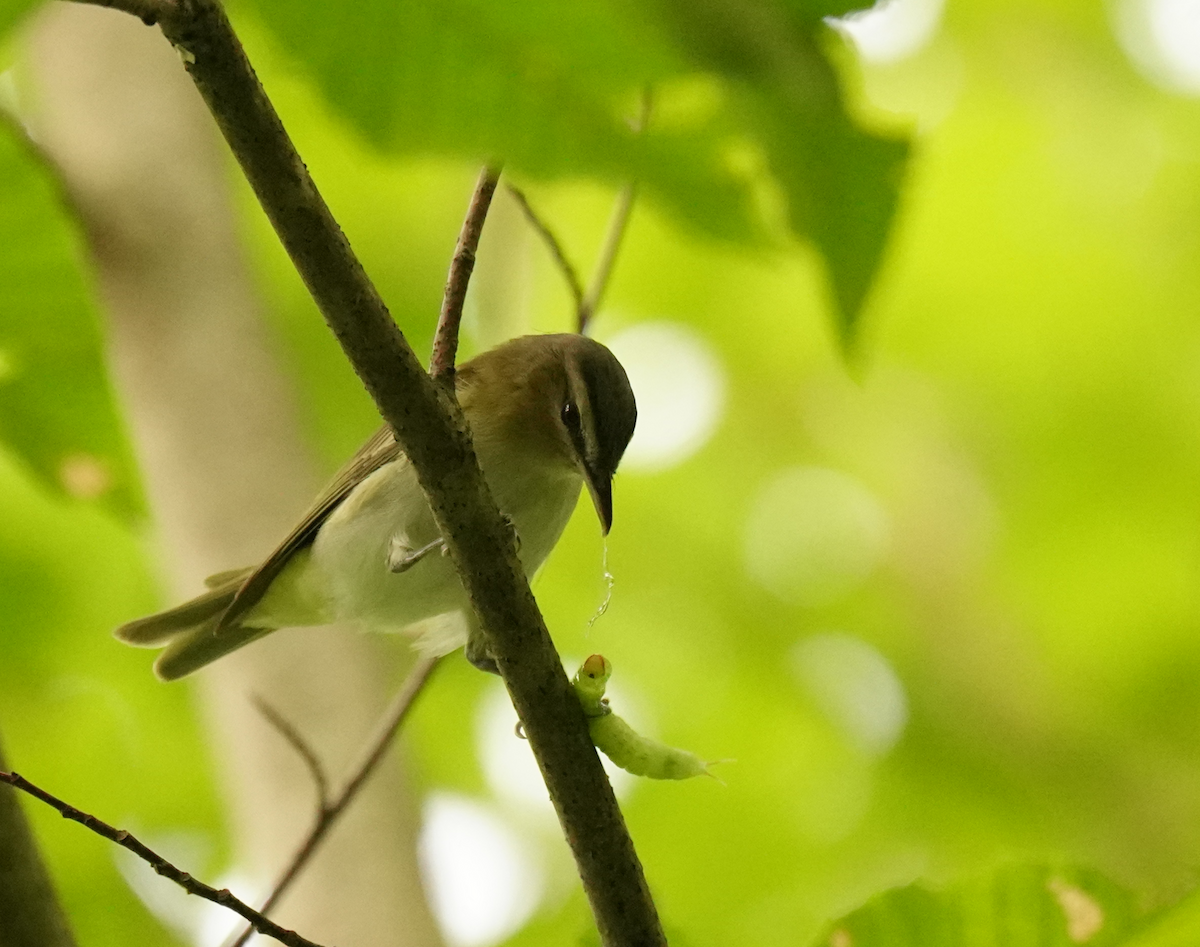 Красноглазый виреон - ML645507119