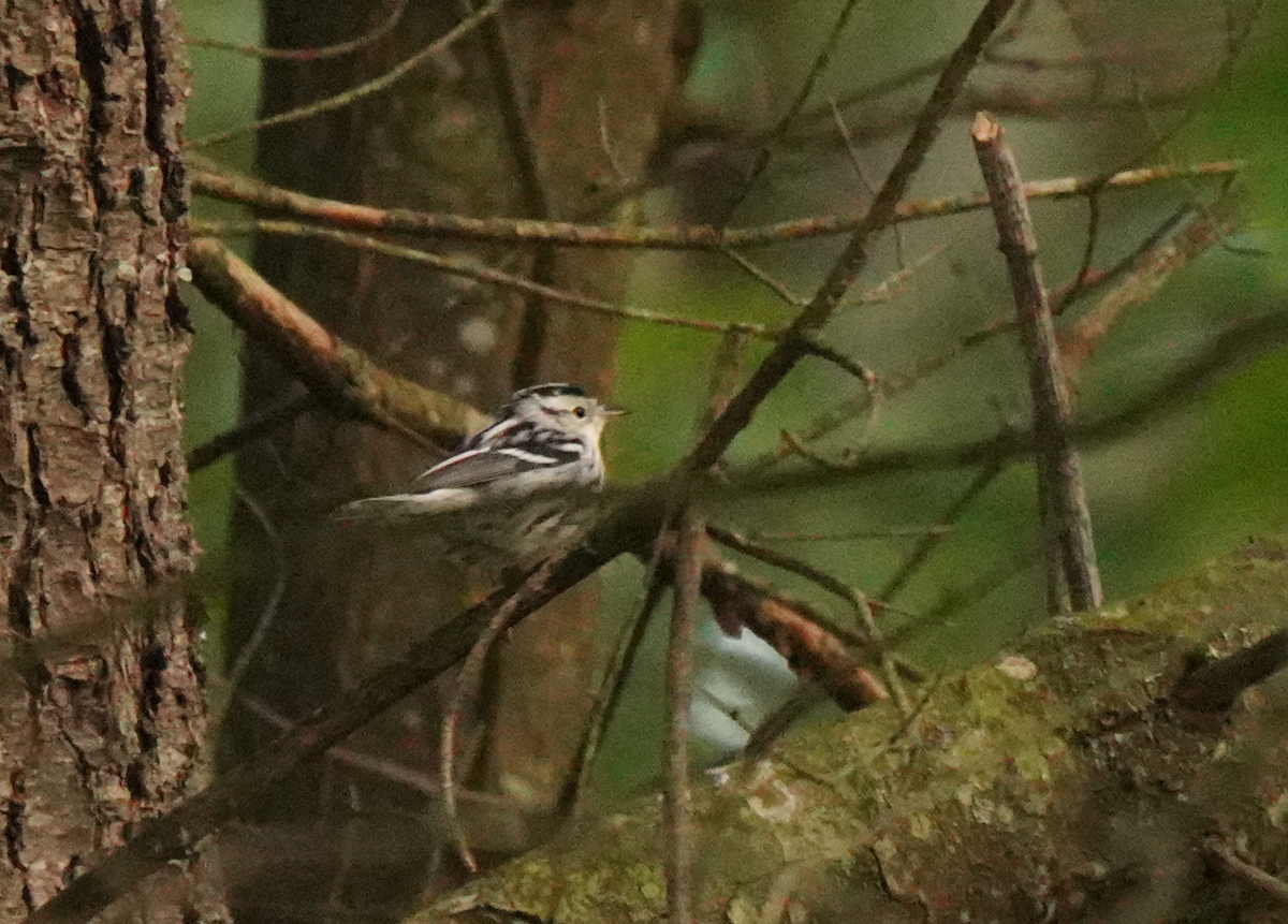 Black-and-white Warbler - ML645507125