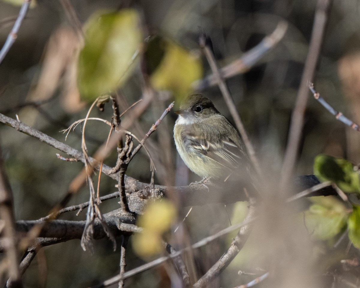 Least Flycatcher - ML645507138