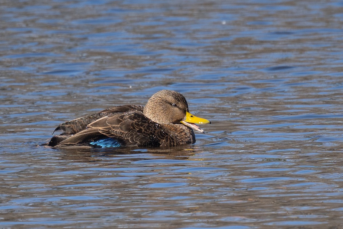 American Black Duck - ML645507139