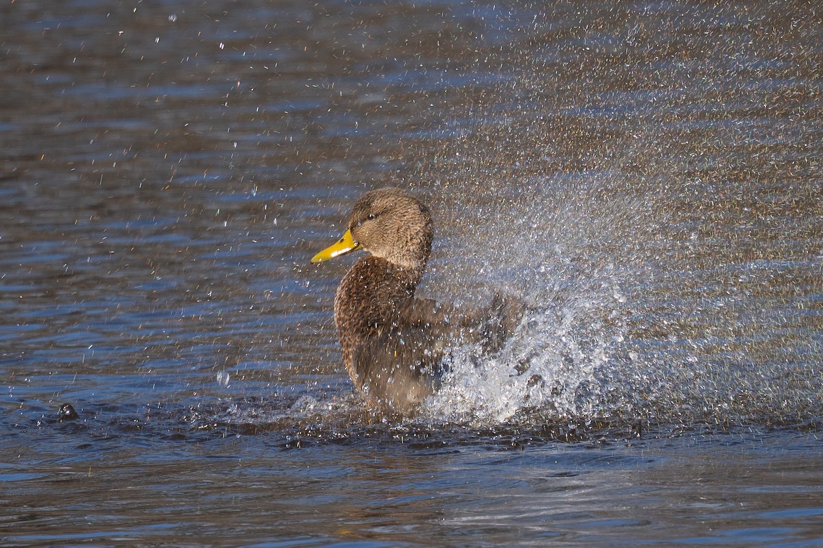 American Black Duck - ML645507156