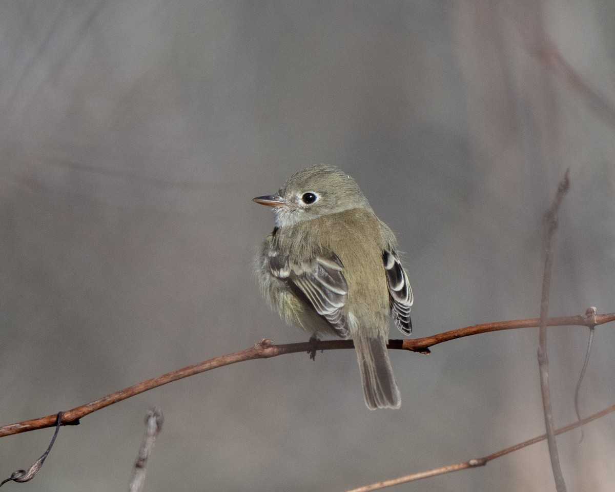 Least Flycatcher - ML645507159