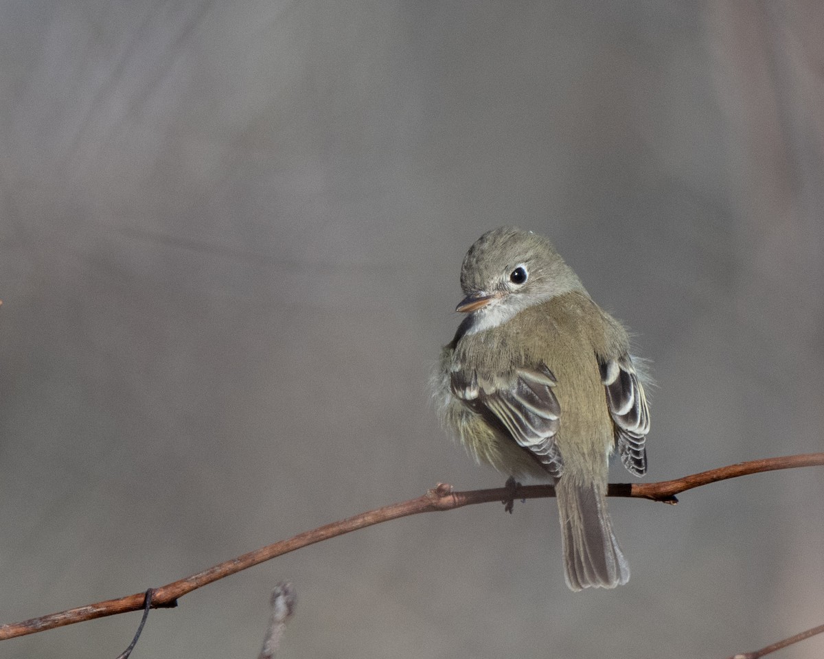 Least Flycatcher - ML645507174